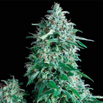 Семена конопли Auto Tutankhamon Feminised